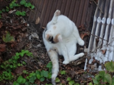 DSC02916.jpg