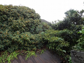 DSC06145.jpg